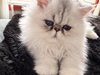 Persian Male & Female Available - Persian - Gallery Photo #1