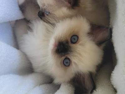 Killy - Ragdoll - Gallery Photo #1