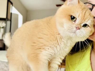 Humba - British Shorthair - Gallery Photo #1