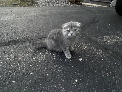 Kitty - Scottish Fold - Gallery Photo #1
