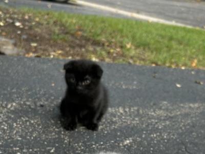 No Name - Scottish Fold - Gallery Photo #1