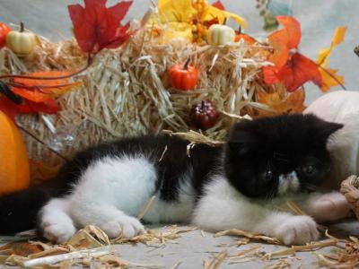 Magpie - Exotic - Gallery Photo #1