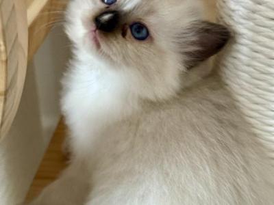 Lavender Collar - Ragdoll - Gallery Photo #1