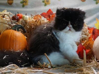 Puffin - Exotic - Gallery Photo #1