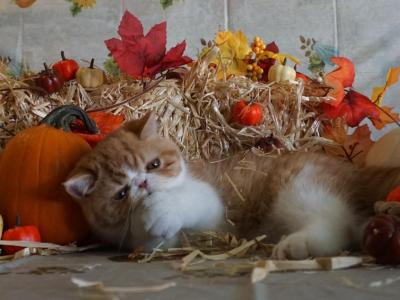 Barnabas - Exotic - Gallery Photo #1