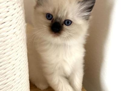 Pink Collar - Ragdoll - Gallery Photo #1
