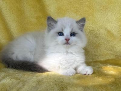 Barron Male Ragdoll - Ragdoll - Gallery Photo #1