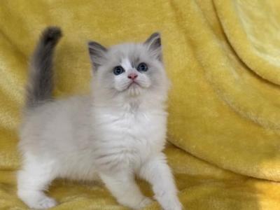 Brewer - Ragdoll - Gallery Photo #1