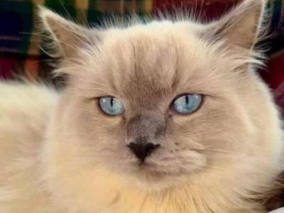 Asher - Ragdoll - Gallery Photo #1