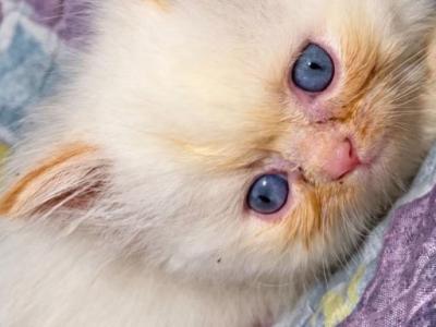 Adalines Litter - Ragdoll - Gallery Photo #1