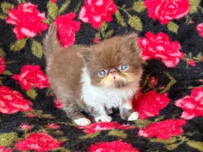 Chocolate And White Donte - Persian - Gallery Photo #1
