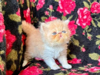 Dalton - Persian - Gallery Photo #1