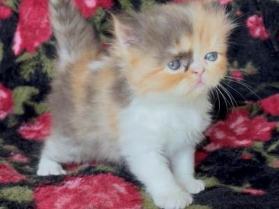 Chocolate Calico Dolly - Persian - Gallery Photo #1