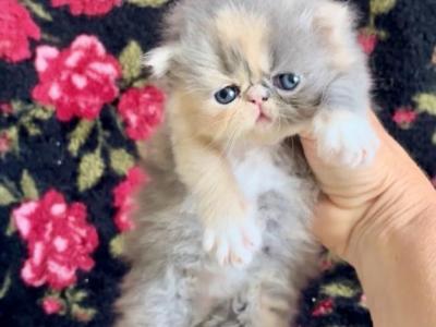 Dilute Calico Essa - Persian - Gallery Photo #1