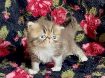 Chocolate Tabby And White Evie - Persian - Gallery Photo #1