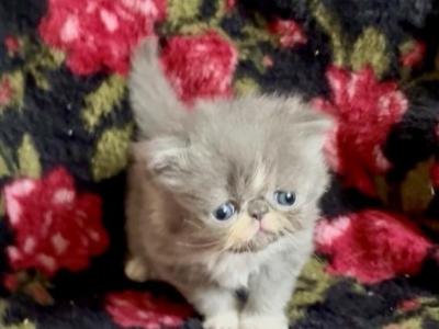 Edith - Persian - Gallery Photo #1