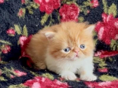 Emeril - Persian - Gallery Photo #1