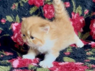 Eddie - Persian - Gallery Photo #1