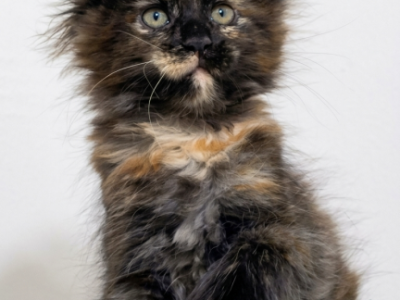 Yucca - Maine Coon - Gallery Photo #1