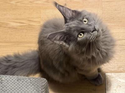 Gracie Everythingcoon - Maine Coon - Gallery Photo #1