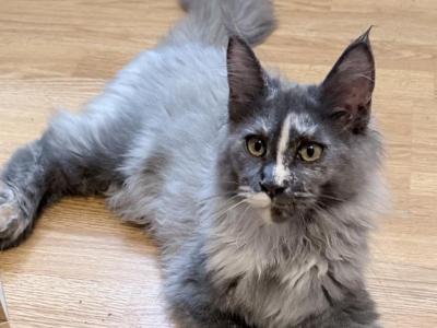 Giselle Everythingcoon - Maine Coon - Gallery Photo #1