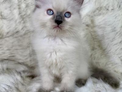 Trinity - Ragdoll - Gallery Photo #1