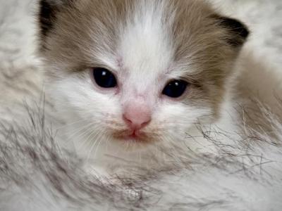 Manicotti - Ragdoll - Gallery Photo #1