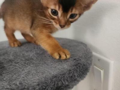 Bruno - Abyssinian - Gallery Photo #1