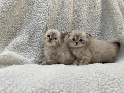 Scottish Fold Stright - Scottish Fold - Gallery Photo #1