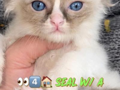 Ursula - Ragdoll - Gallery Photo #1