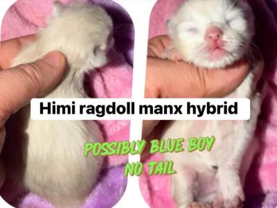 No Tail Boy - Ragdoll - Gallery Photo #1