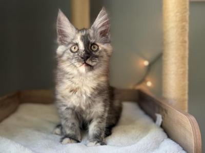 Starlight - Maine Coon - Gallery Photo #1