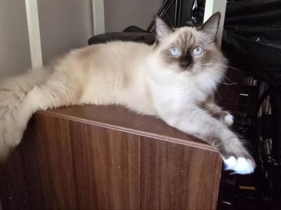 Sasha - Ragdoll - Gallery Photo #1
