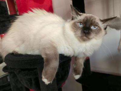 Dasha - Ragdoll - Gallery Photo #1