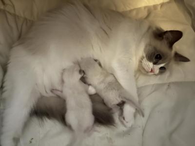 1 BOY Available - Ragdoll - Gallery Photo #1