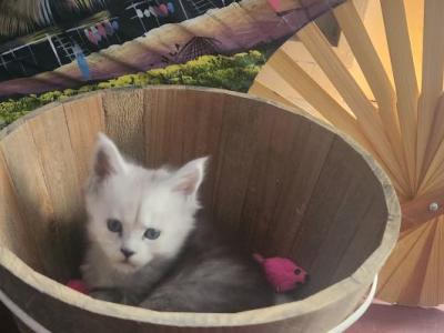 NickXRhae - Maine Coon - Gallery Photo #1