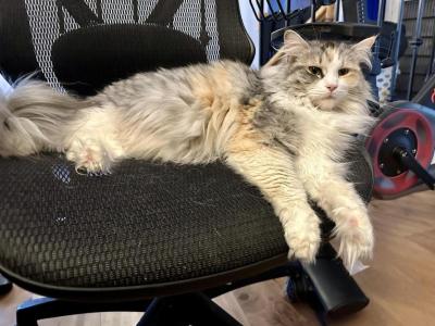 Female Smoke Tortie Bicolor - Maine Coon - Gallery Photo #1