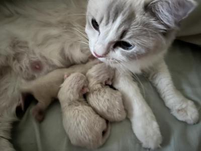 1 GIRL Available - Ragdoll - Gallery Photo #1