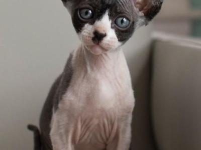 Sphynx Kitten - Sphynx - Gallery Photo #1