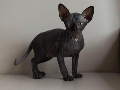 Sphynx Kittens - Sphynx - Gallery Photo #1