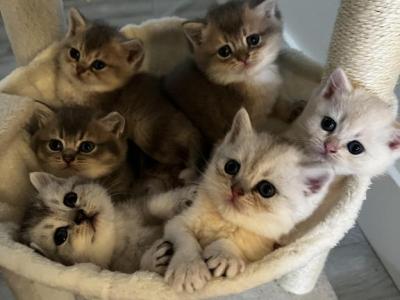 BritishShorthair Litter - British Shorthair - Gallery Photo #1
