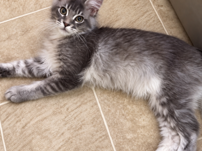 Ophelia - Maine Coon - Gallery Photo #1