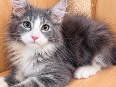 Benny - Maine Coon - Gallery Photo #1