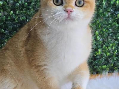 Eliot - British Shorthair - Gallery Photo #1