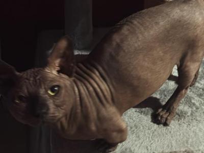 PopovAndMal - Sphynx - Gallery Photo #1