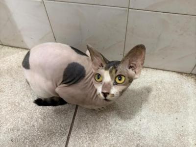 PopovAndMal - Sphynx - Gallery Photo #1