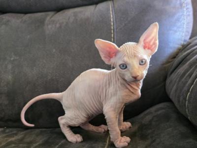 Cream Male - Sphynx - Gallery Photo #1