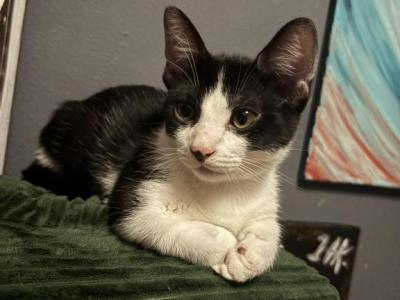 Murphy - Munchkin - Gallery Photo #1