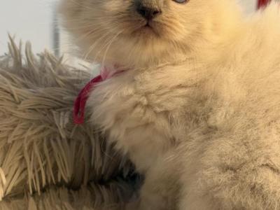 Chloes Litter Milwaukee - Ragdoll - Gallery Photo #1