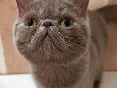 CFA Exotic Shorthair Lilac Male - Exotic - Gallery Photo #1